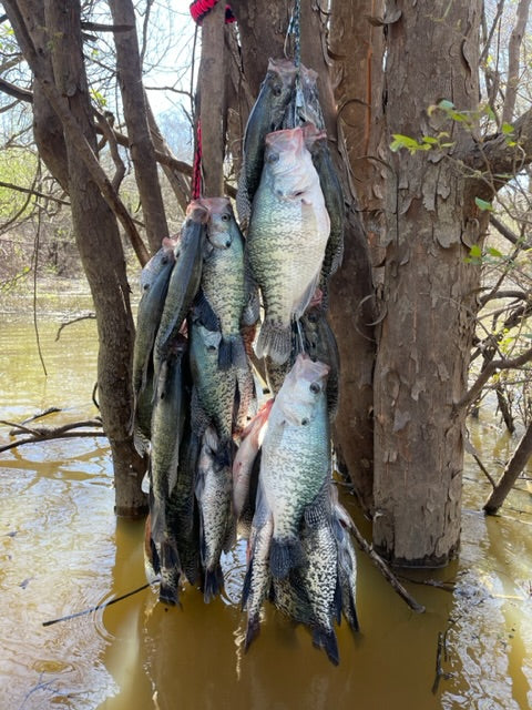 Crash Couse in Wade-Fishing for Giant Crappie! Part 1